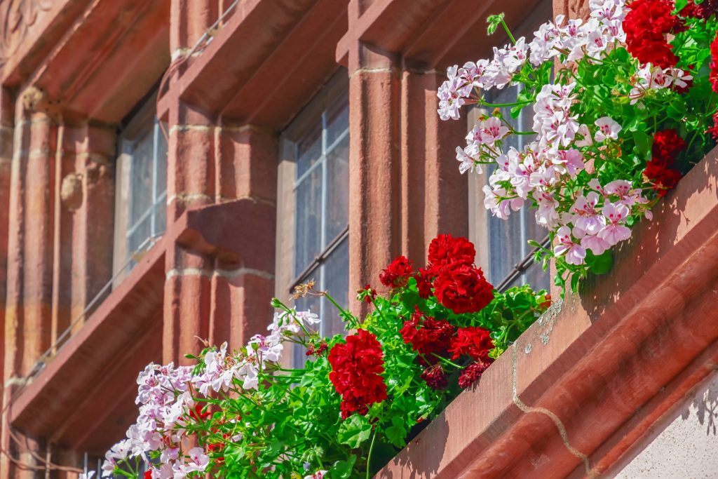 flower-3571338_1920